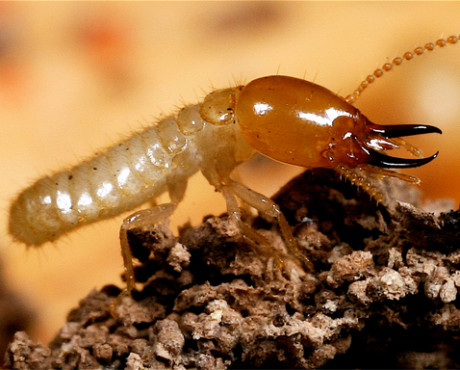 Termite Control