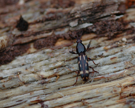 Wood Borer Control