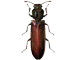 Wood Borer Control