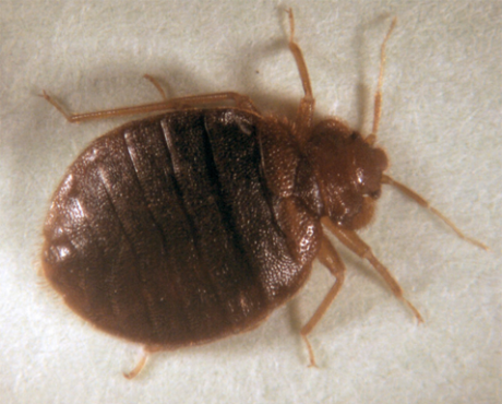 Bed Bug Control