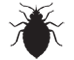 Bed Bug Control