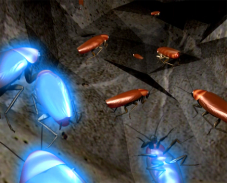 Cockroach Control